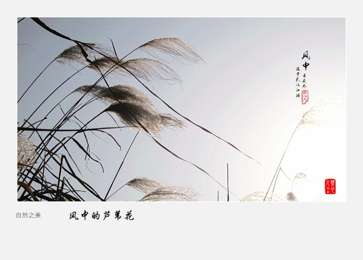 【风中的芦苇花摄影图片】武汉-汉口江滩风光