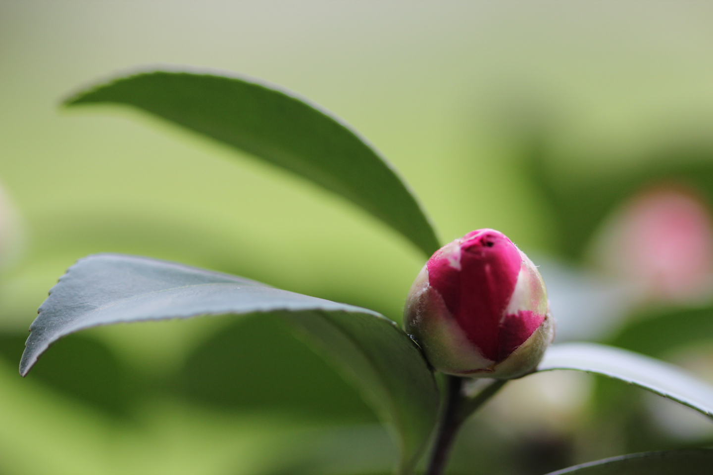 茶梅花开