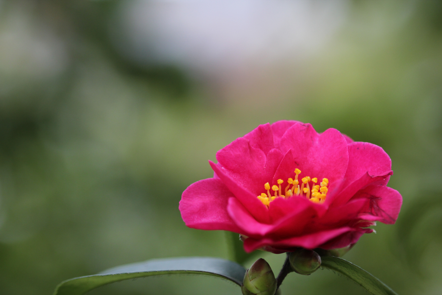 茶梅花开