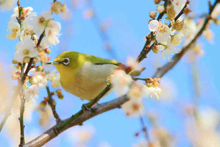 小小鸟