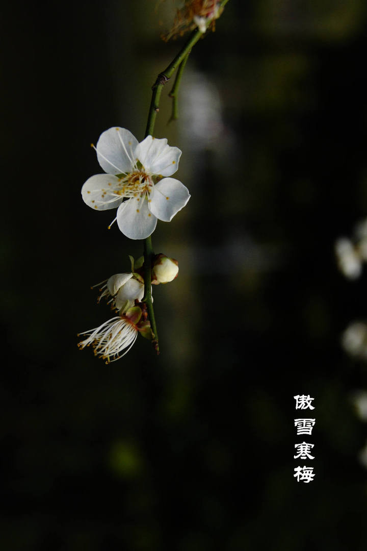 傲雪寒梅