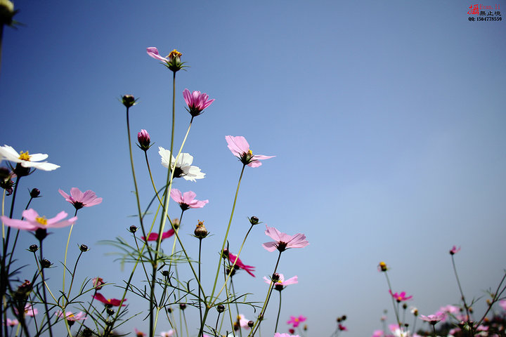 【格桑花的天空摄影图片】东莞松山湖花海生态