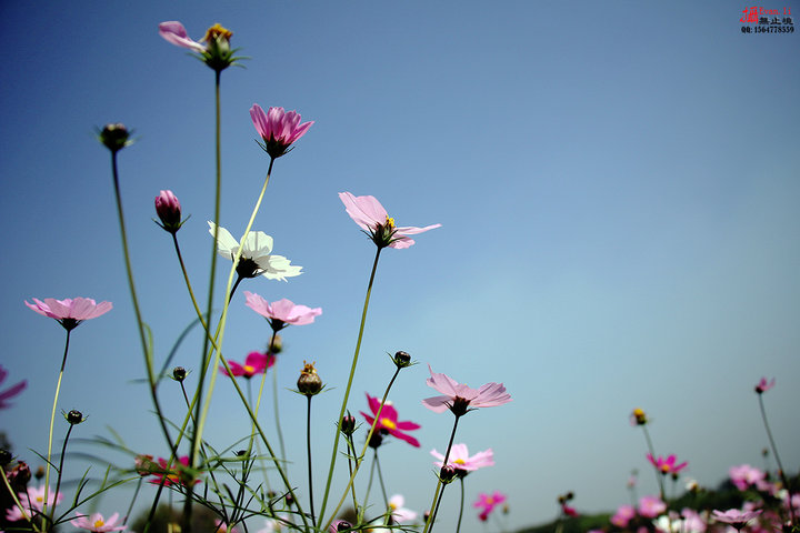 格桑花的天空