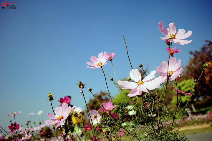格桑花的天空