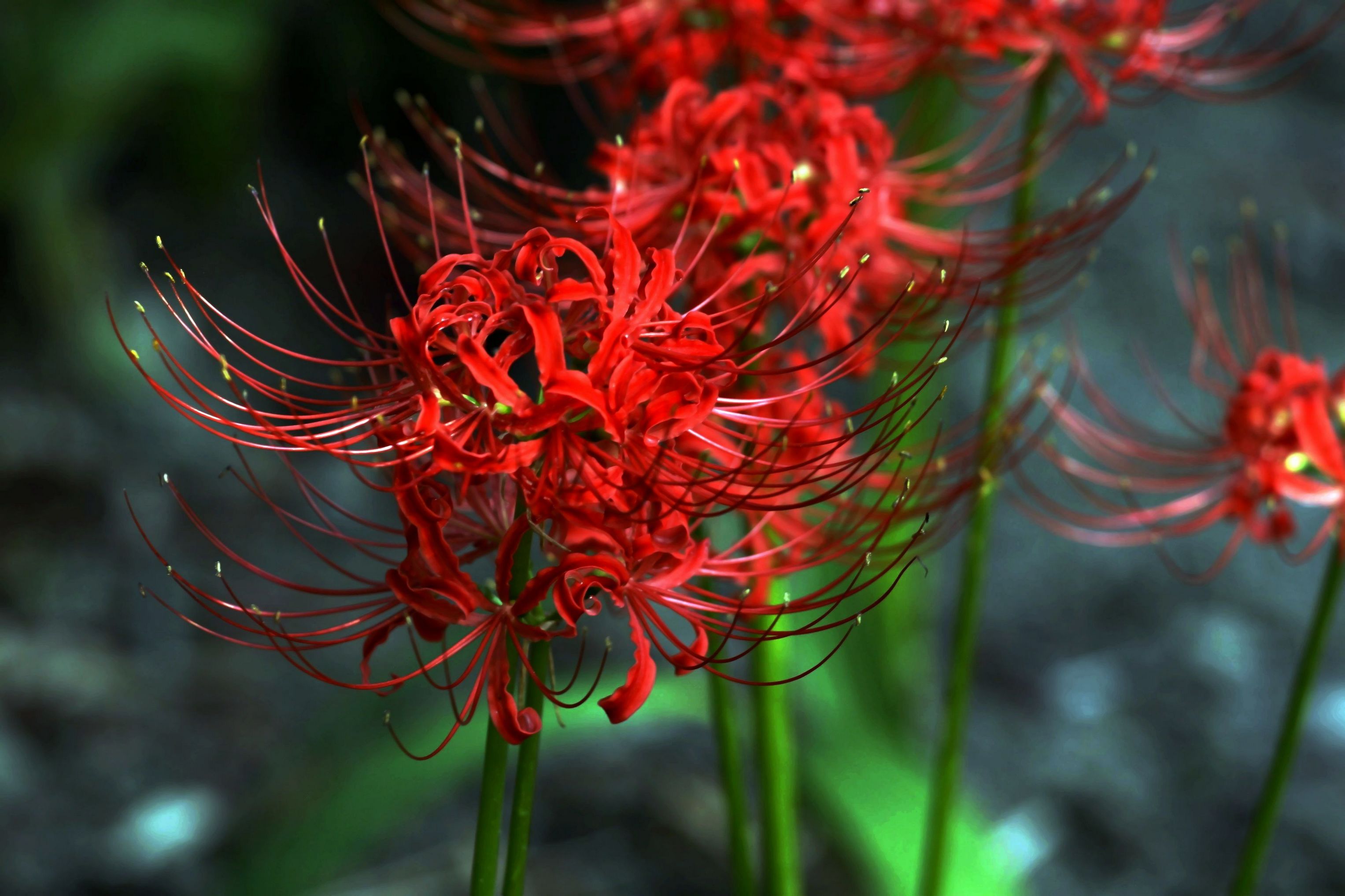 Top more than 74 anime red spider lily latest - in.cdgdbentre
