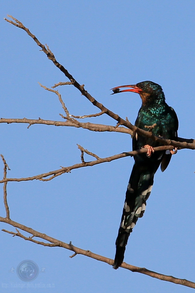 红喙林戴胜 red-billed wood hoopoe, africa