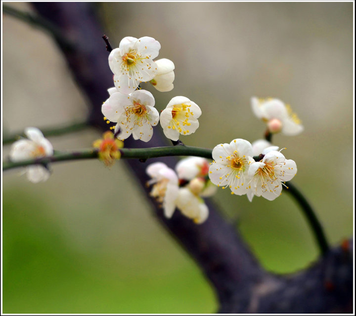 从化 梅花 麻豆 啼乌(1)