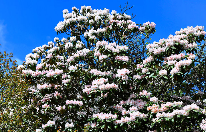 高山杜鹃花