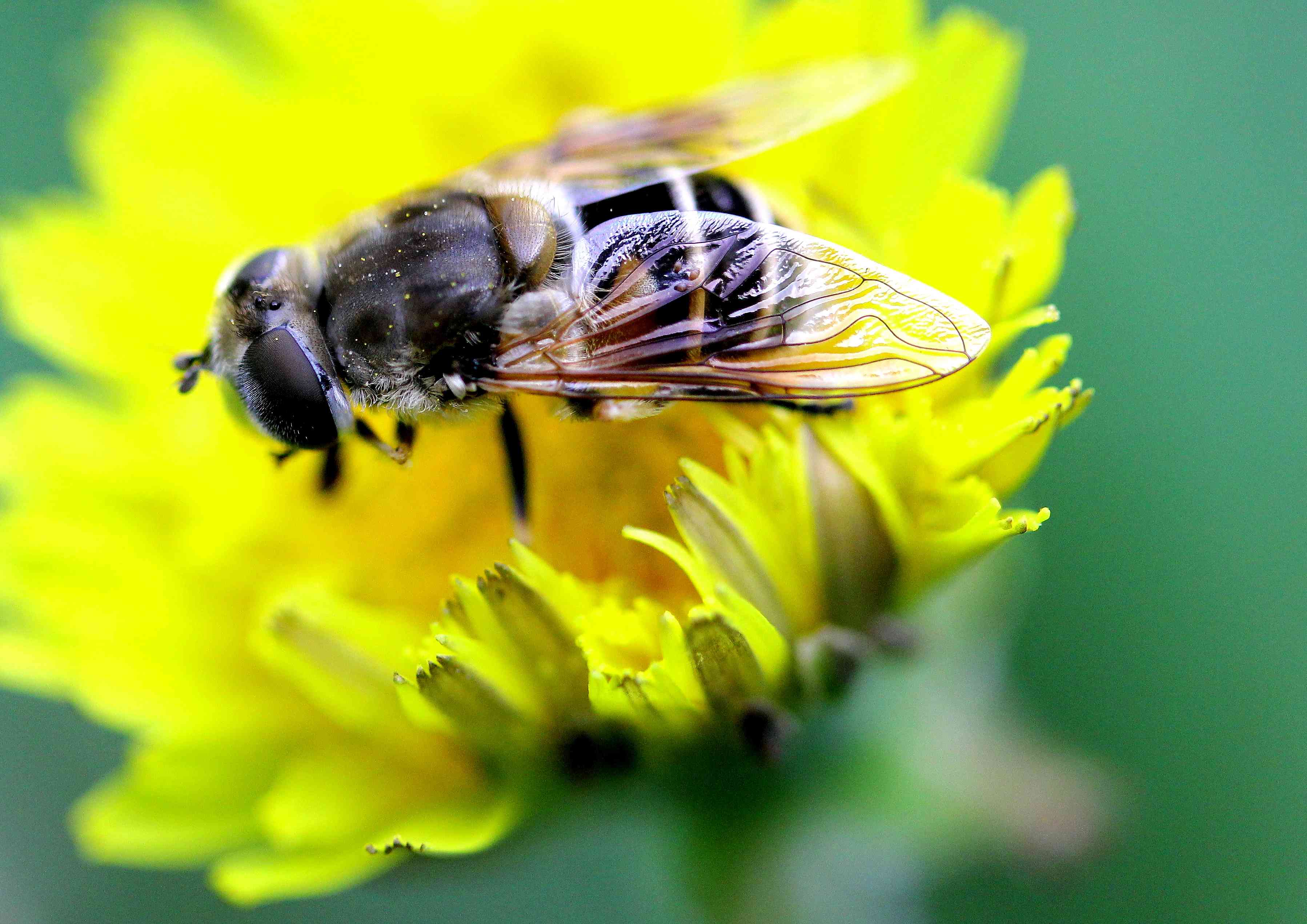 蜜蜂品种的介绍-知花蜂蜜网-,(P3),养蜂知识-蜜蜂|品种|蜂种|黑蜂|意蜂|中蜂|知花蜂蜜-中国蜂蜜行业门户网站-www.zhfengmi ...