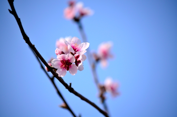 冬去春来,花开花落