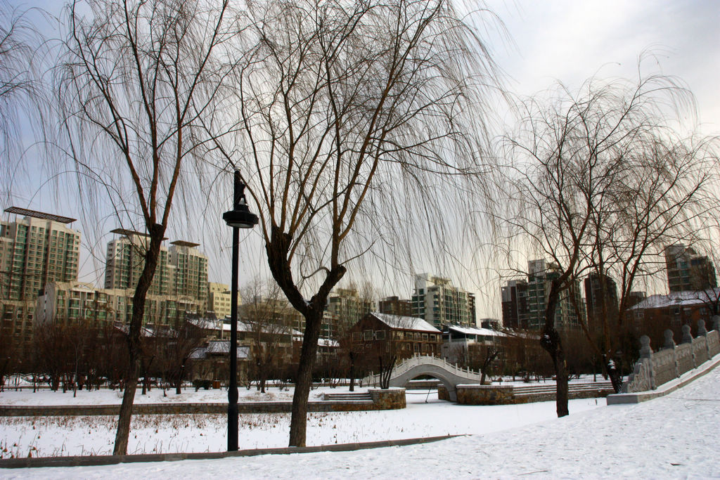 公园的雪景