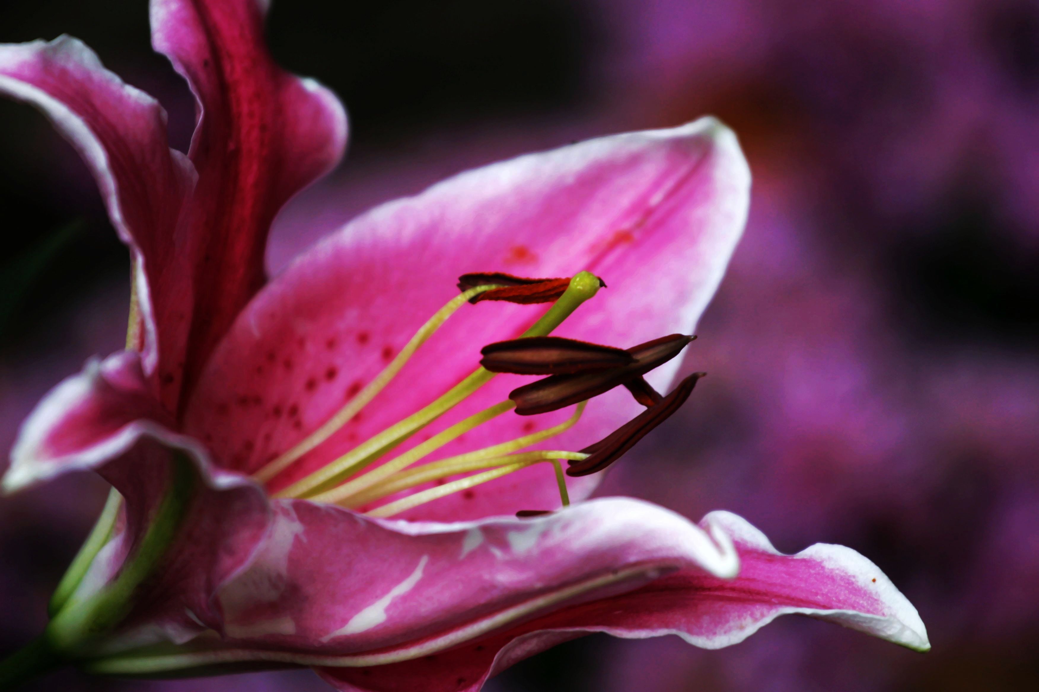【百合花--花蕊摄影图片】公园生态摄影_一凡的摄影博客_太平洋电脑网摄影部落