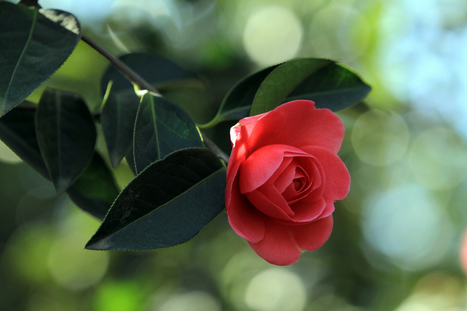 又见山茶花