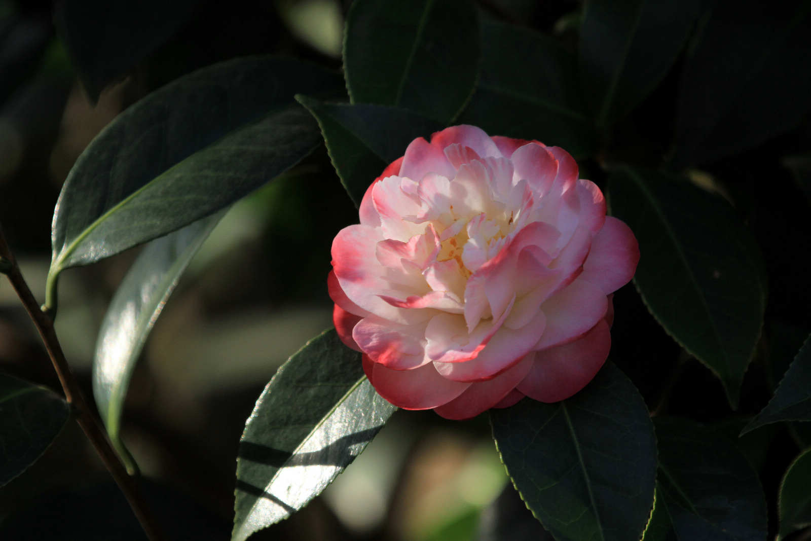 又见山茶花