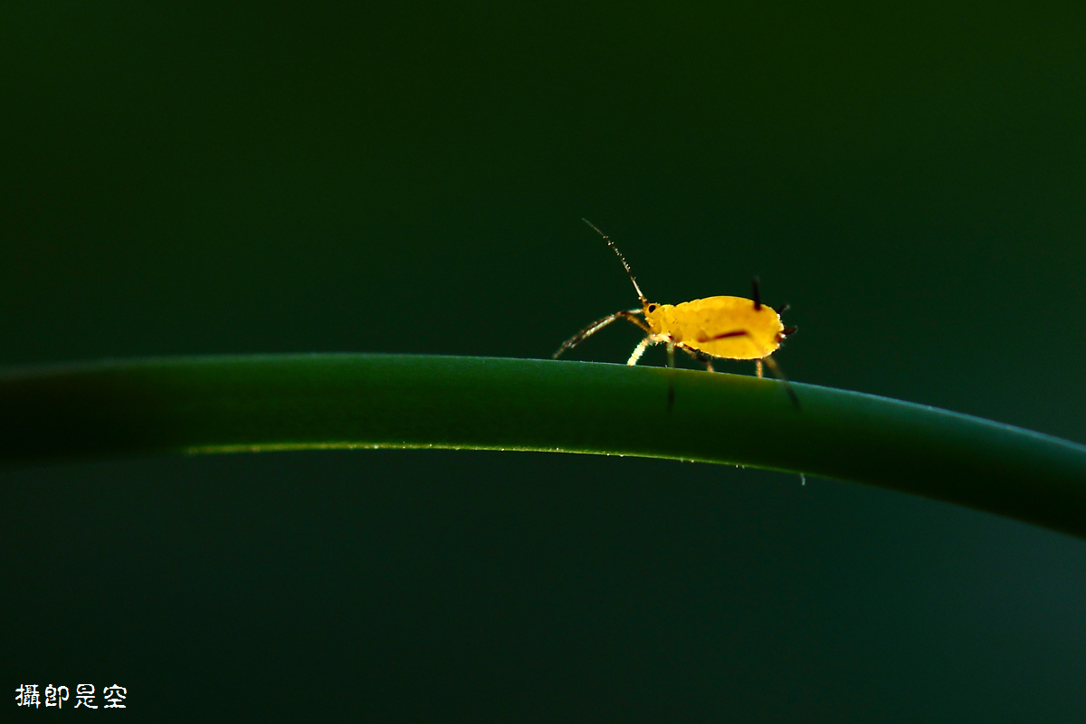 麻田蚜虫