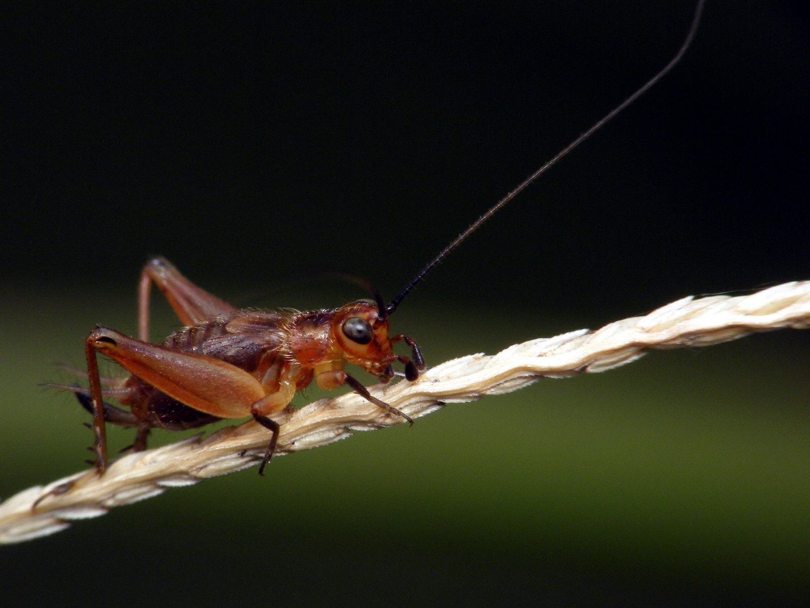 蟋蟀虎头尖翅图片,最名贵蟋蟀品种图片,百年罕见的蟋蟀虫王(第2页)_大山谷图库