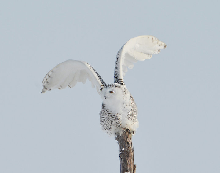 【【数九寒天拍雪鸮】摄影图片】内蒙古呼伦贝