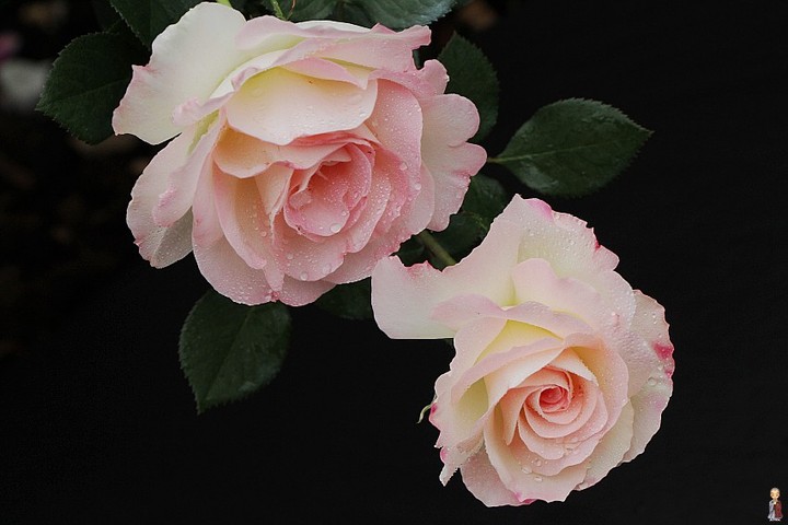 花卉
