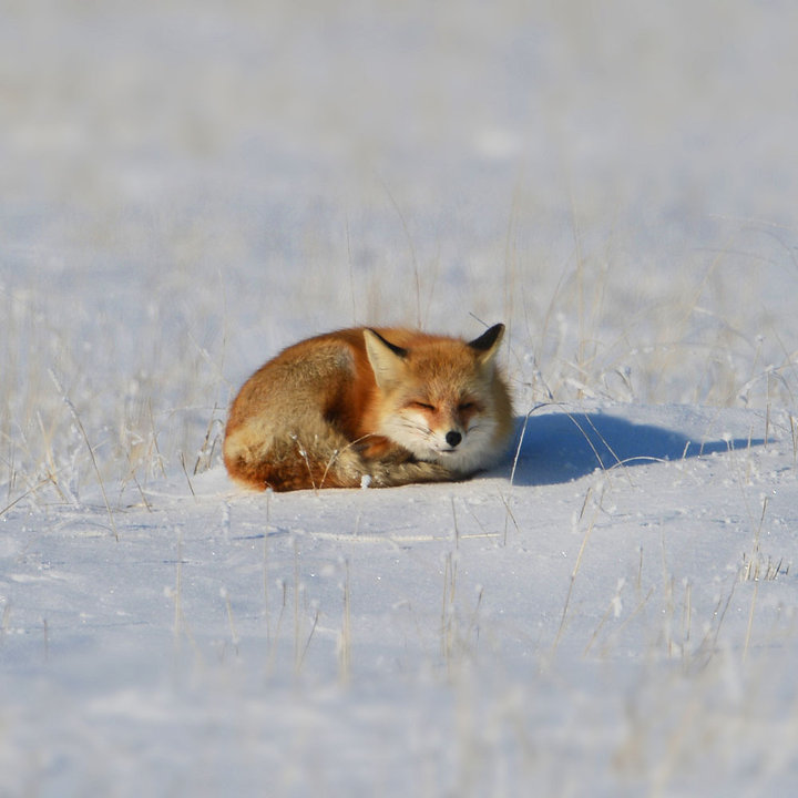 【【赤狐捕鼠】摄影图片】内蒙古、呼伦贝尔大