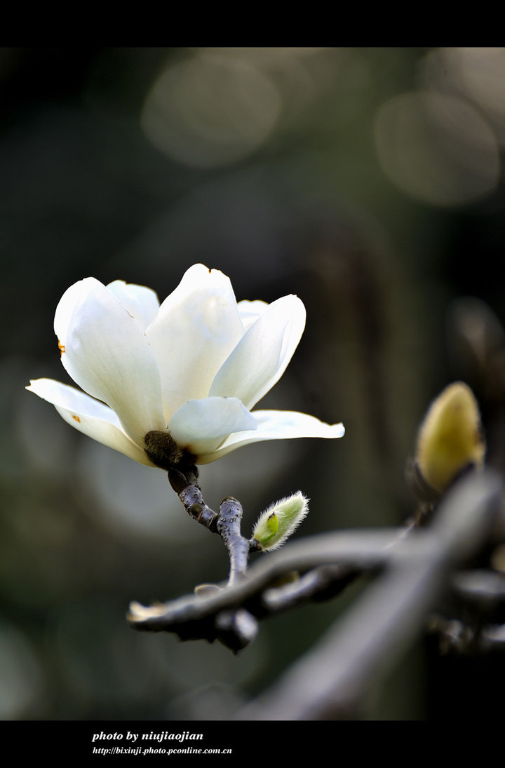 木兰花