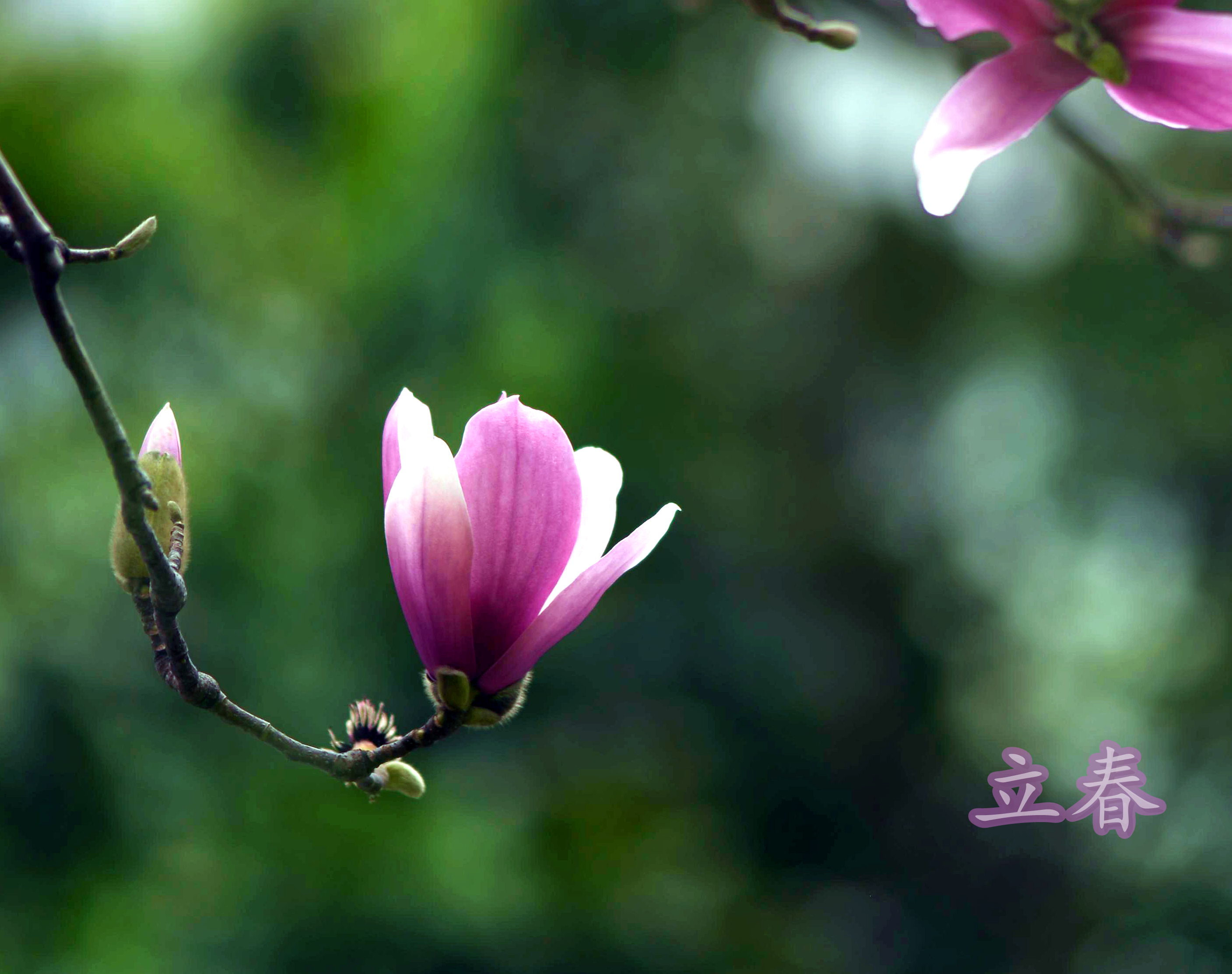 中国二十四节气—立春