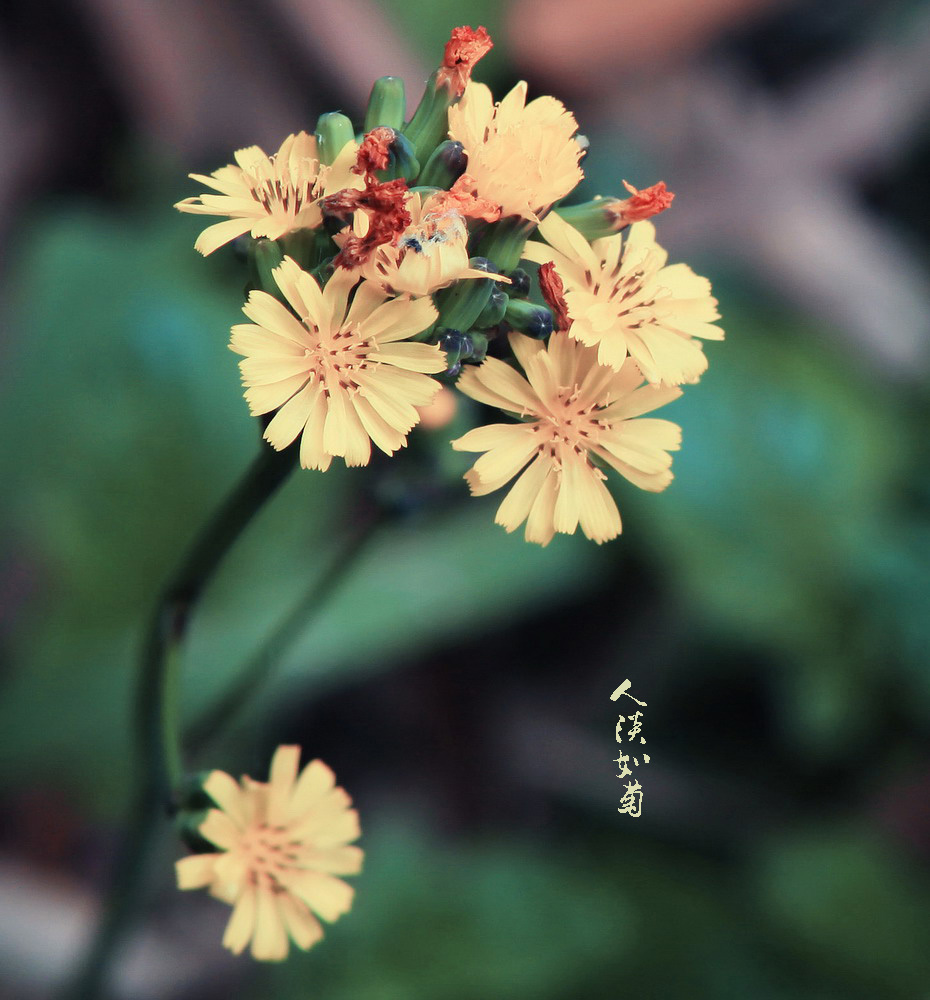 人淡如菊