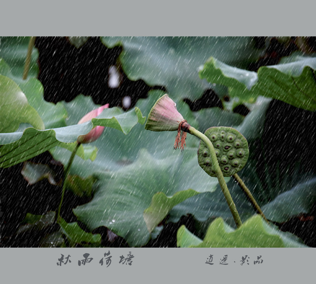 秋雨荷塘