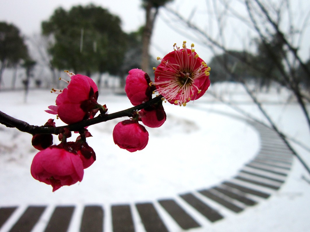 一剪寒梅 傲立雪中