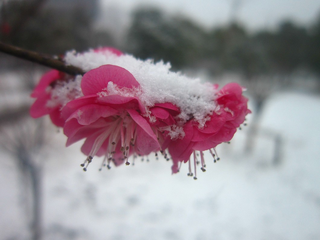 一剪寒梅 傲立雪中