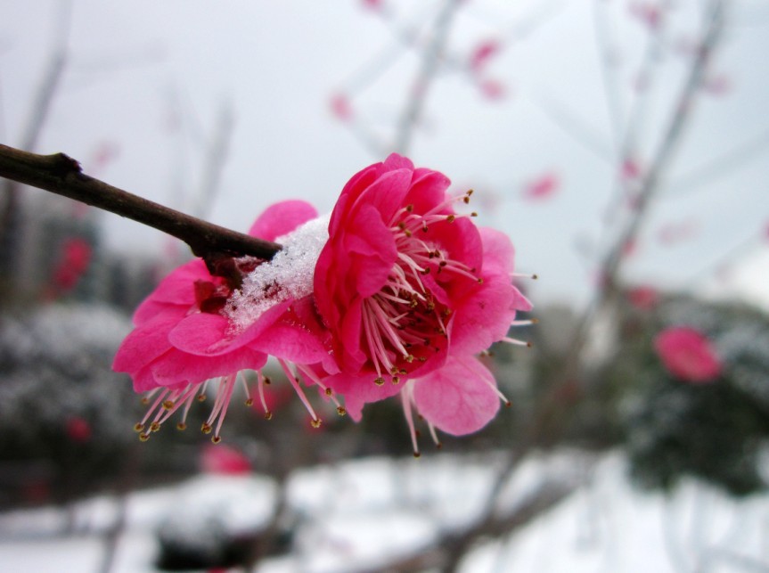 一剪寒梅 傲立雪中