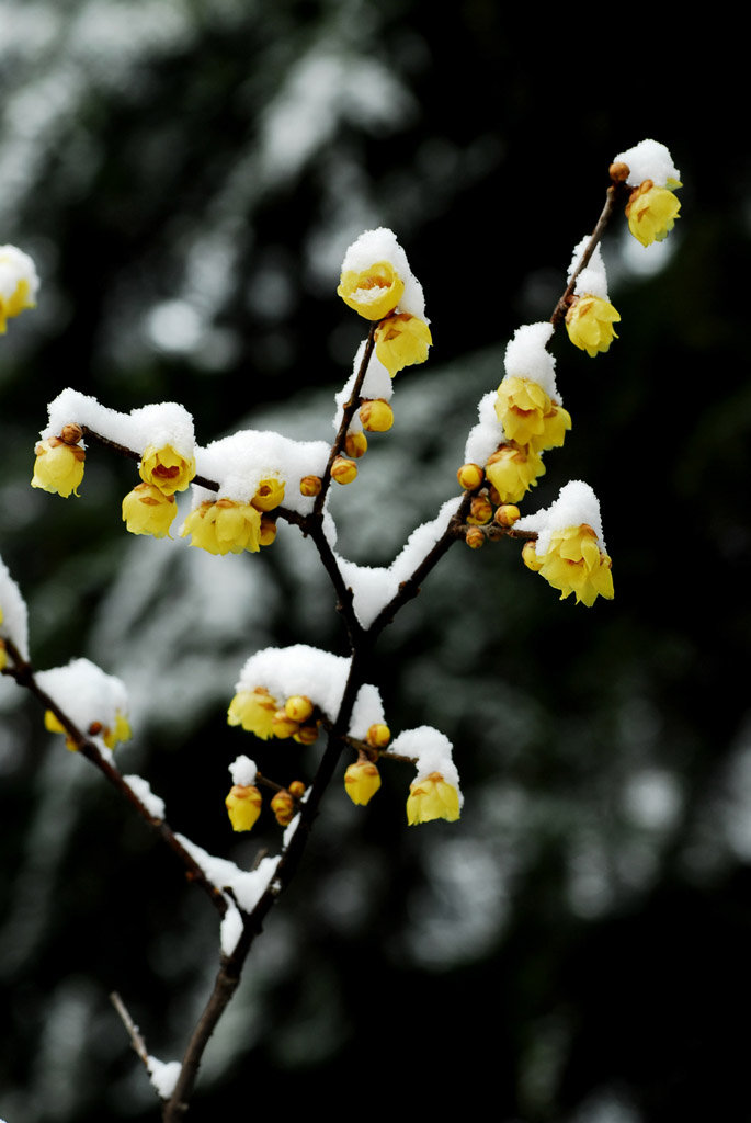 【瑞雪腊梅摄影图片】西安生态摄影_太平洋电脑网摄影部落