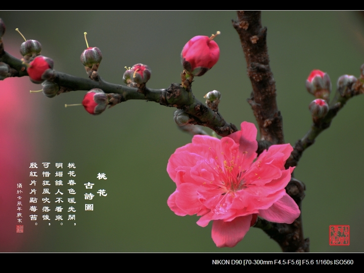 >> 文章内容 >> 含有桃花的古诗句  含有桃花的古诗答:关于桃花的古诗