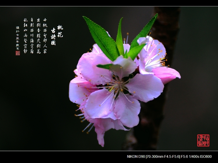 【桃花古诗图摄影图片】广州白云山桃花涧生态