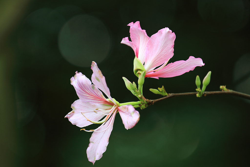 紫荆花