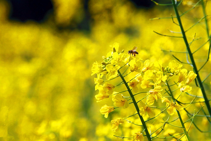 油菜花