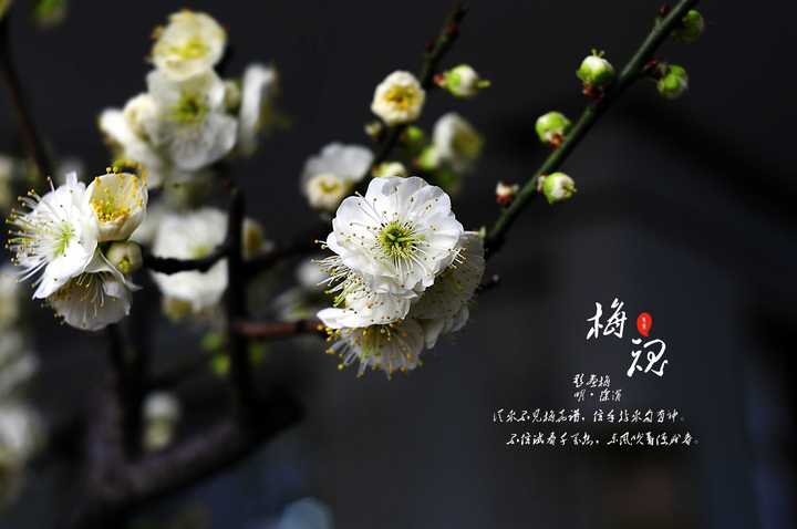 【梅魂摄影图片】北京植物园(梅花展)生态摄影