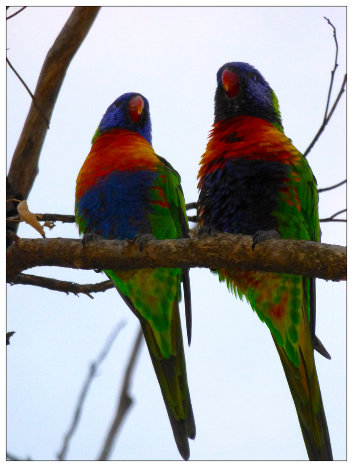 【成双,成群,挂单的彩虹吸蜜鹦鹉摄影图片】澳