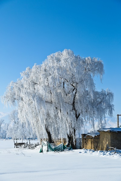 路边的冬景