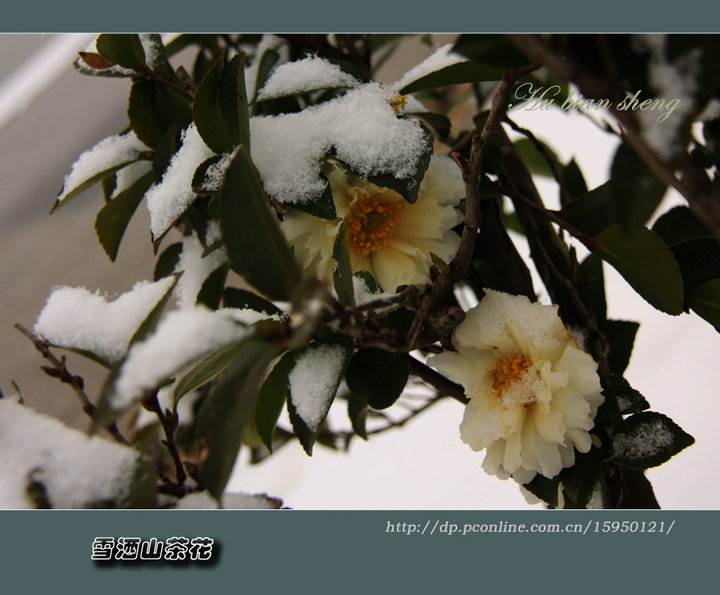 雪洒山茶花