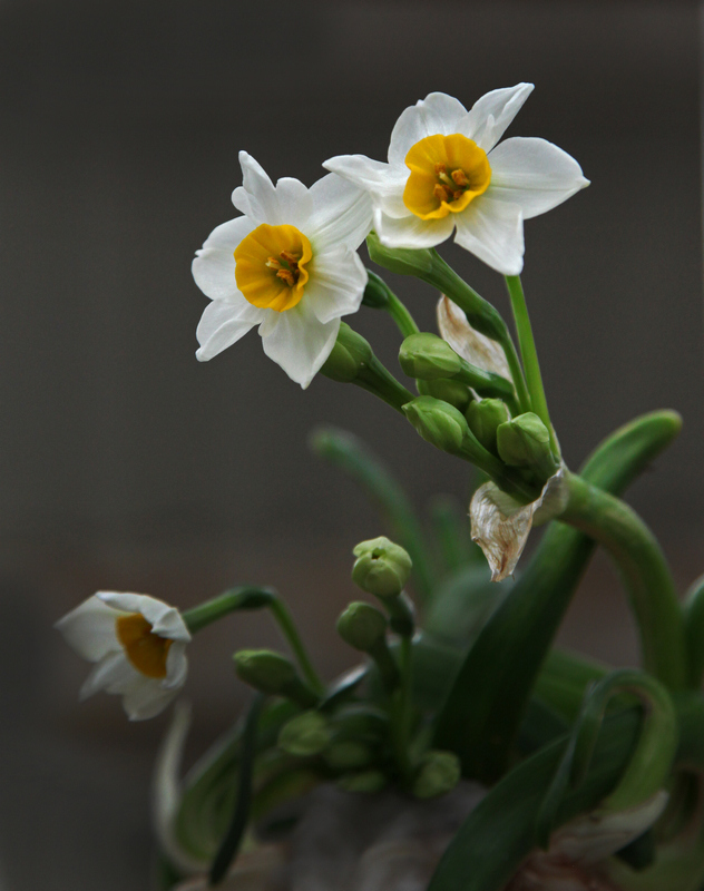 水仙花