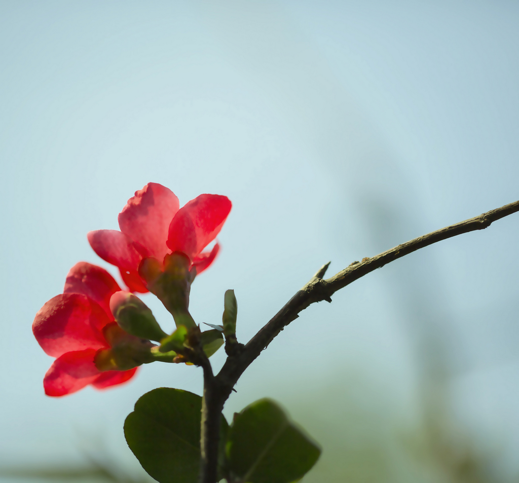 涂抹新红海棠花