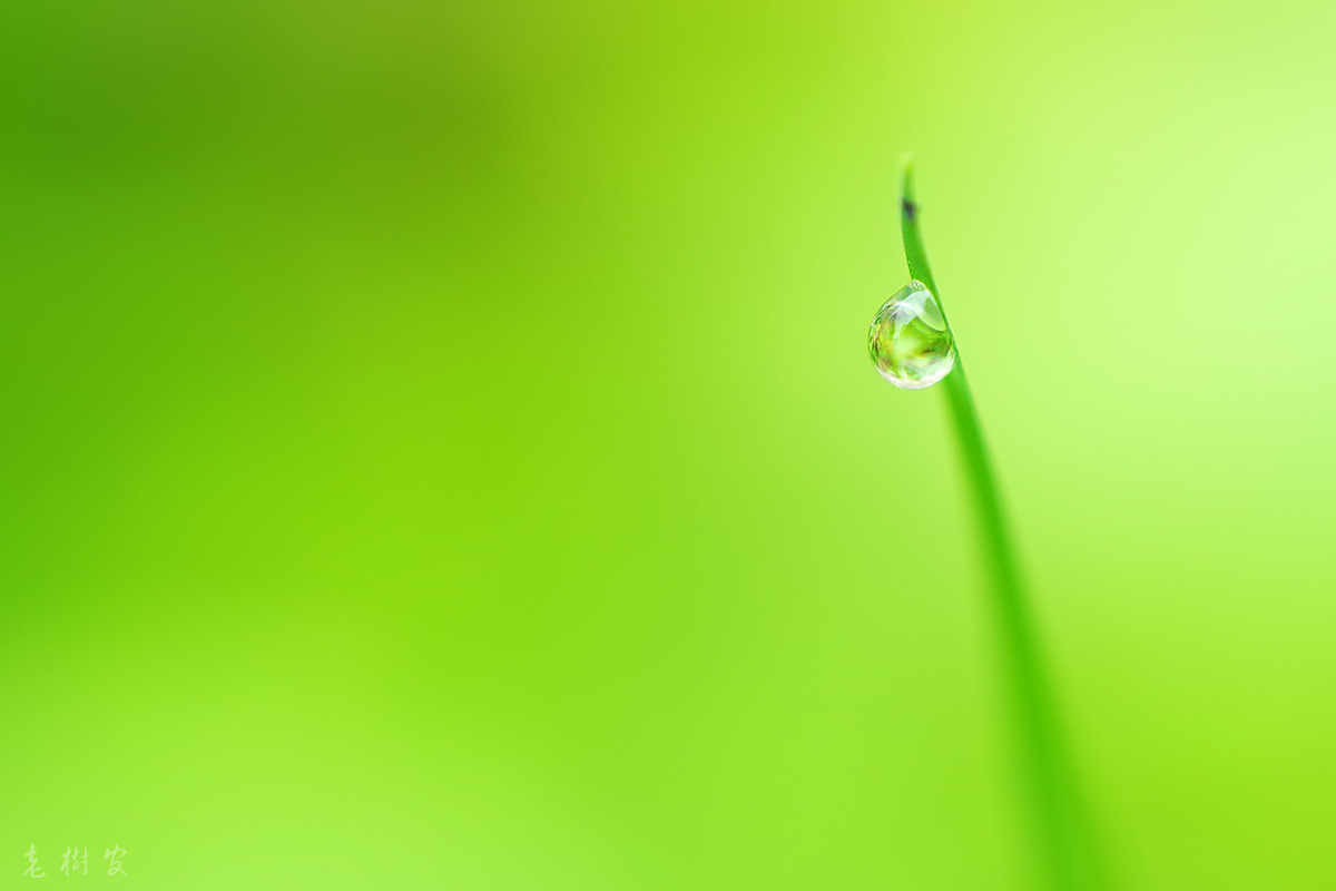 翠绿· 雨珠儿