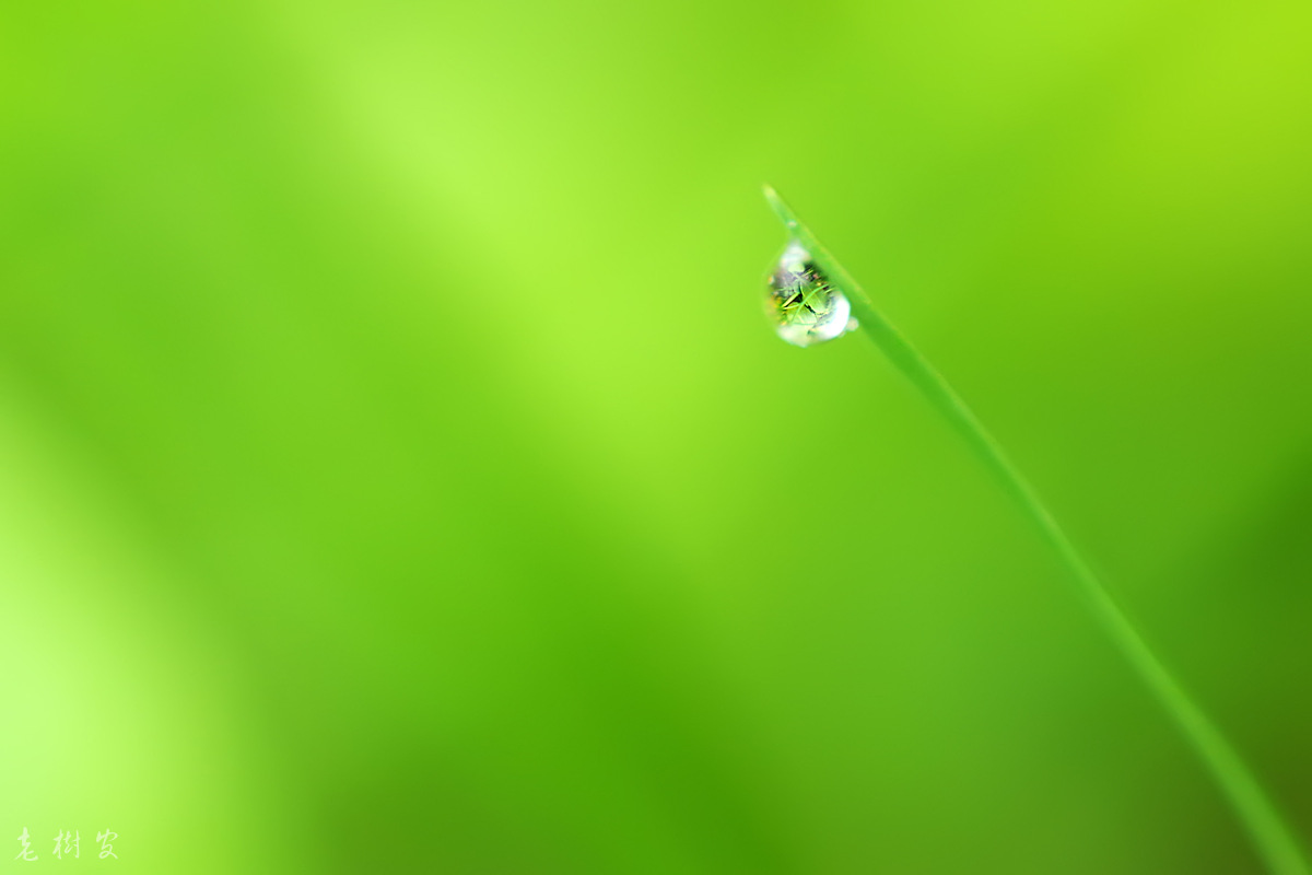 翠绿· 雨珠儿