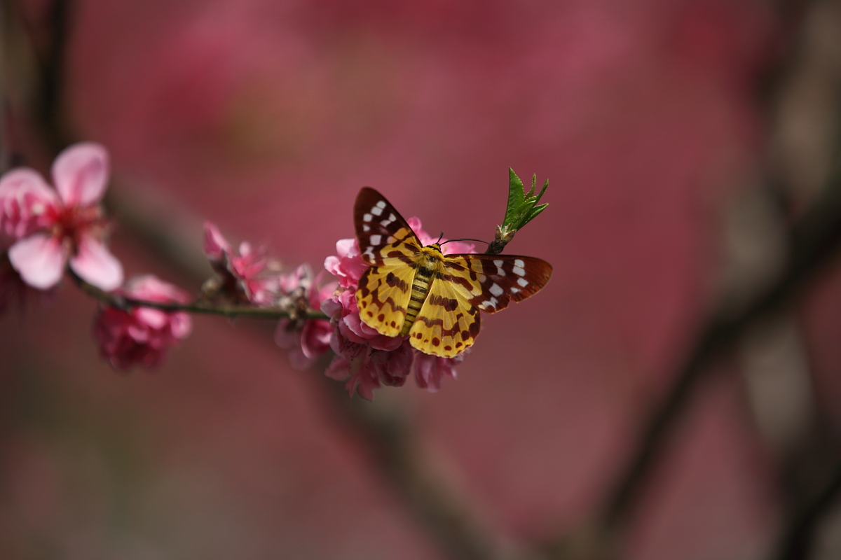 蝴蝶与桃花1
