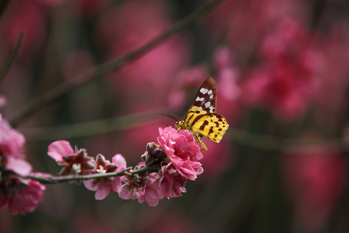 蝴蝶与桃花1