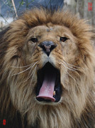 【狮子大开口摄影图片】成都市动物园生态摄影