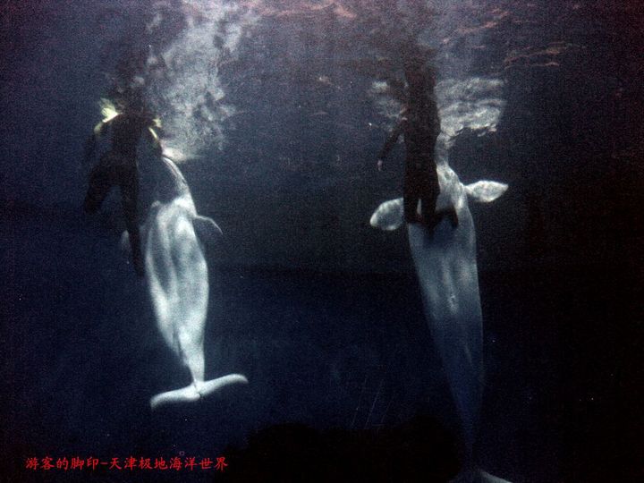 【白鲸-天津极地海洋世界极地动物之二摄影图