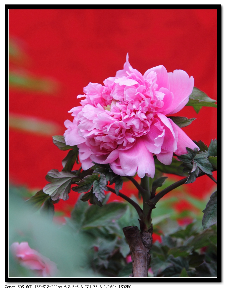 牡丹花