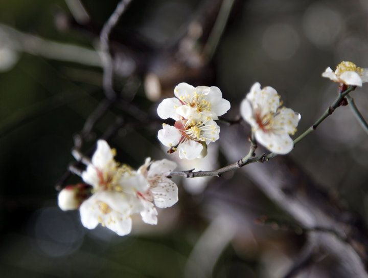 雨中杏花
