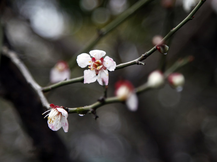 雨中杏花